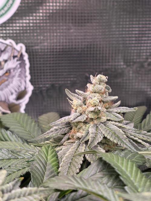 Straw Limez 🍓🍋‍. Week 15