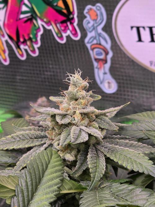 Straw Limez 🍓🍋‍. Week 15
