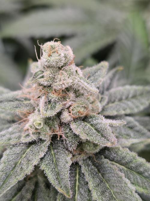 Straw Limez 🍓🍋‍. Week 15