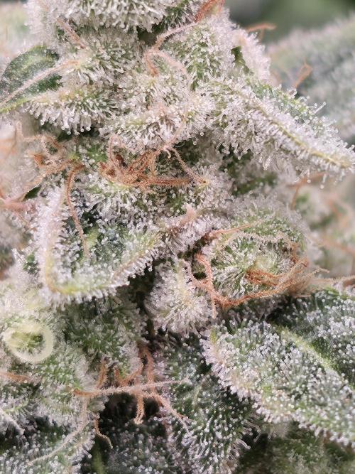Straw Limez 🍓🍋‍. Week 15