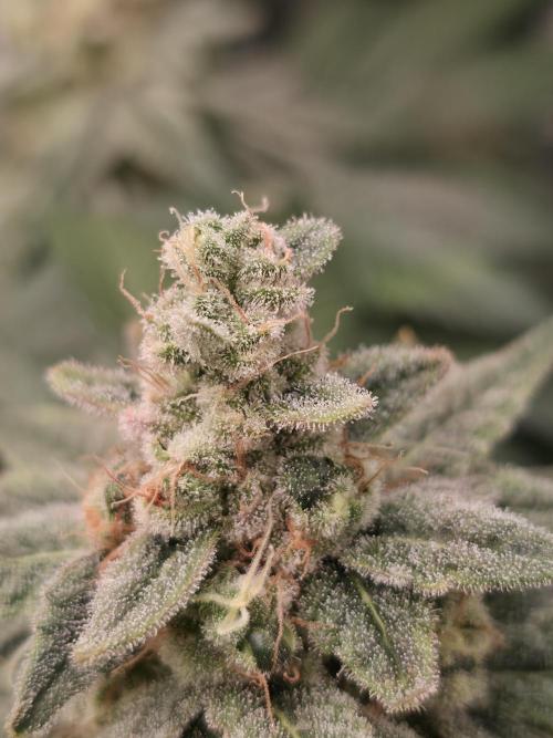 Straw Limez 🍓🍋‍. Week 15