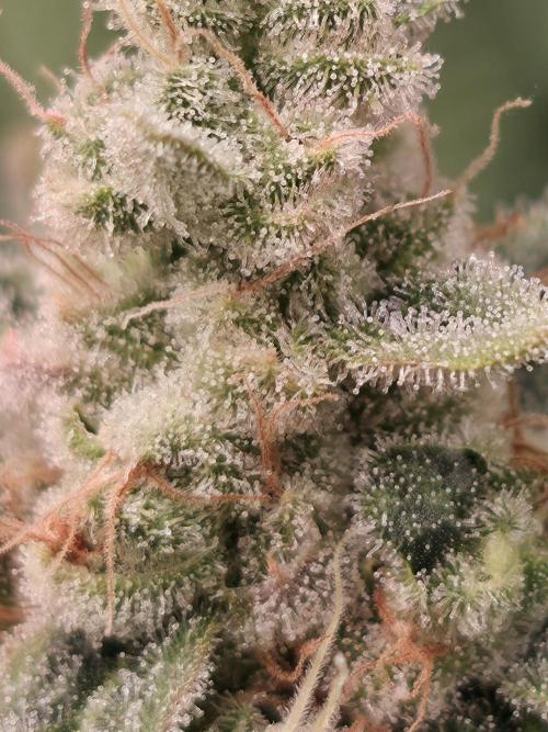 Straw Limez 🍓🍋‍. Week 15