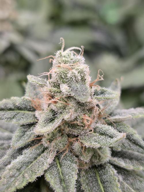 Straw Limez 🍓🍋‍. Week 15