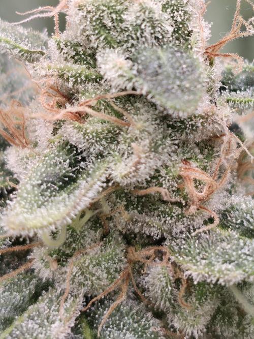 Straw Limez 🍓🍋‍. Week 15