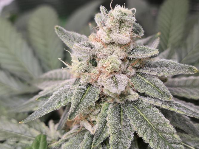 Straw Limez 🍓🍋‍. Week 15