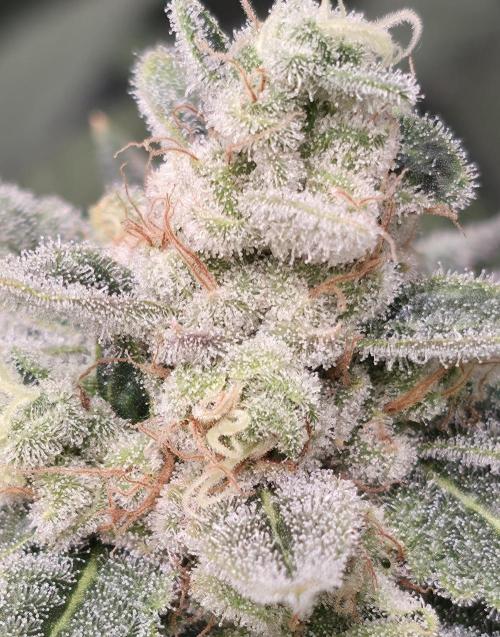 Straw Limez 🍓🍋‍. Week 15