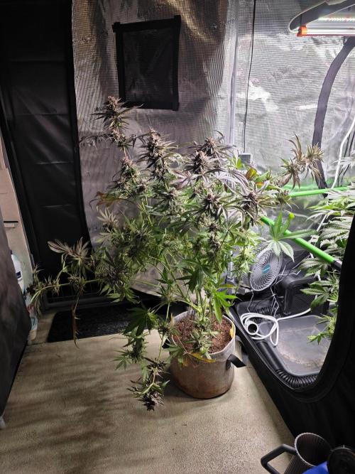 White Truffle 🍄‍ aka Candy Truffel. Week 16