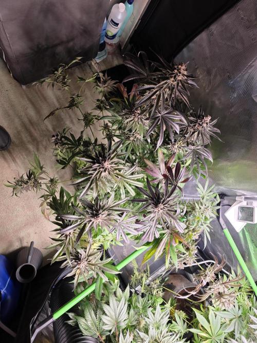 White Truffle 🍄‍ aka Candy Truffel. Week 16