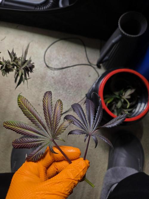 White Truffle 🍄‍ aka Candy Truffel. Week 16
