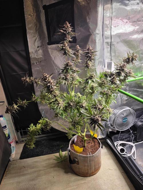 White Truffle 🍄‍ aka Candy Truffel. Week 16