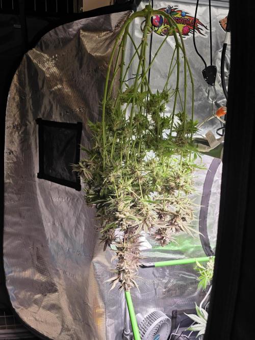 White Truffle 🍄‍ aka Candy Truffel. Week 16