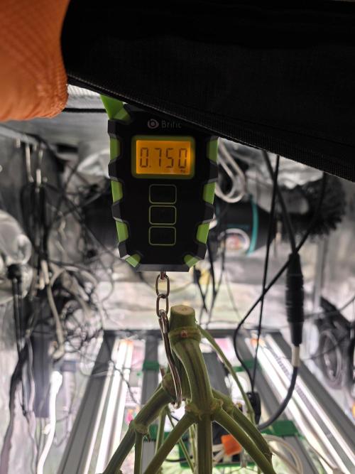 Grow Tent 3x3x6 (90cm x 90cm x 180cm). Week 16