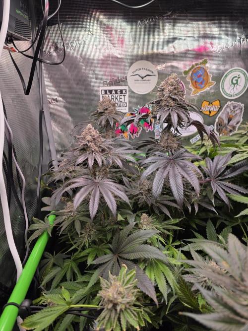 🐝🍯 Nectar Drip  #573/750. Week 16