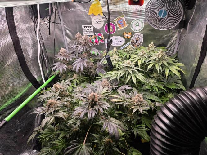 🐝🍯 Nectar Drip  #573/750. Week 16