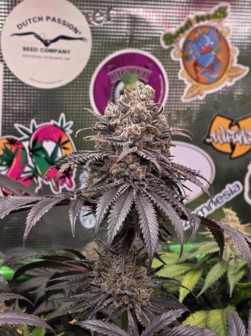 🐝🍯 Nectar Drip  #573/750. Week 16