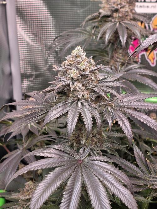 🐝🍯 Nectar Drip  #573/750. Week 16