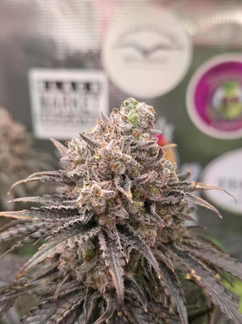 🐝🍯 Nectar Drip  #573/750. Week 16
