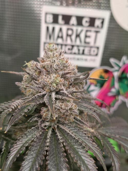 🐝🍯 Nectar Drip  #573/750. Week 16
