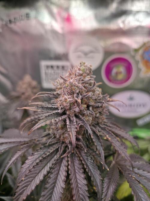 🐝🍯 Nectar Drip  #573/750. Week 16