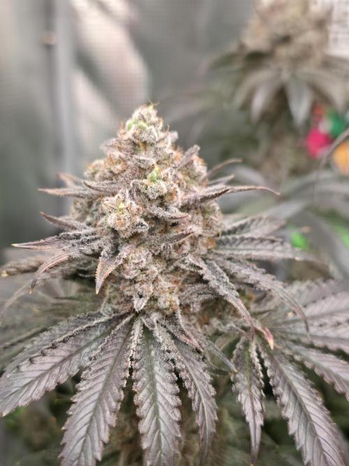 🐝🍯 Nectar Drip  #573/750. Week 16