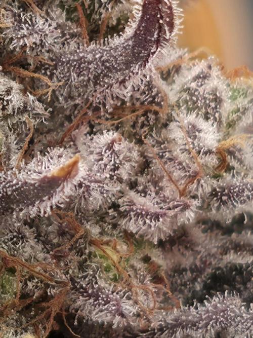 🐝🍯 Nectar Drip  #573/750. Week 16