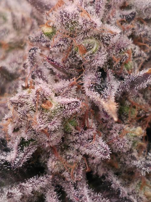 🐝🍯 Nectar Drip  #573/750. Week 16