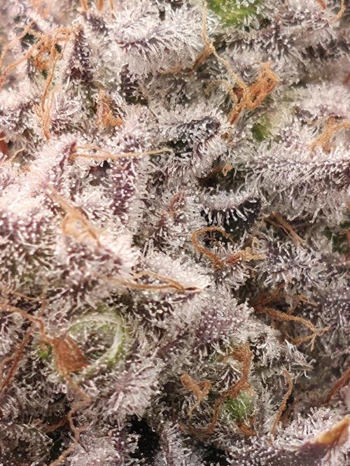 🐝🍯 Nectar Drip  #573/750. Week 16