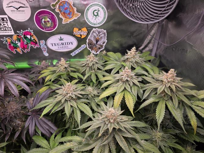 Straw Limez 🍓🍋‍. Week 16