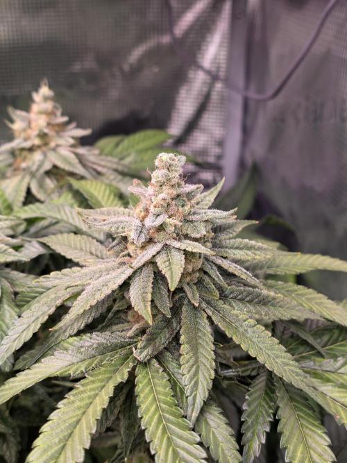 Straw Limez 🍓🍋‍. Week 16