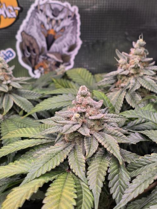 Straw Limez 🍓🍋‍. Week 16