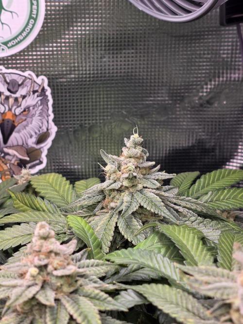 Straw Limez 🍓🍋‍. Week 16