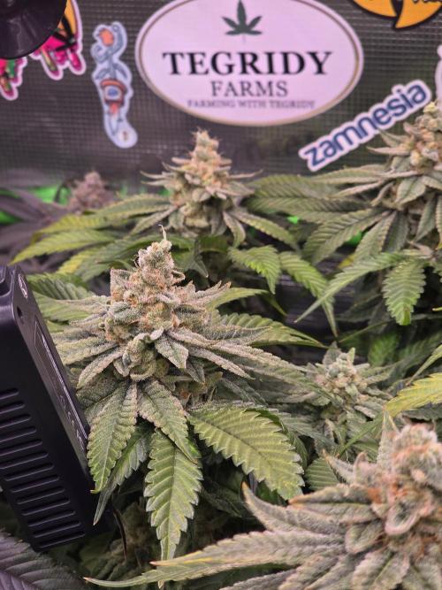 Straw Limez 🍓🍋‍. Week 16