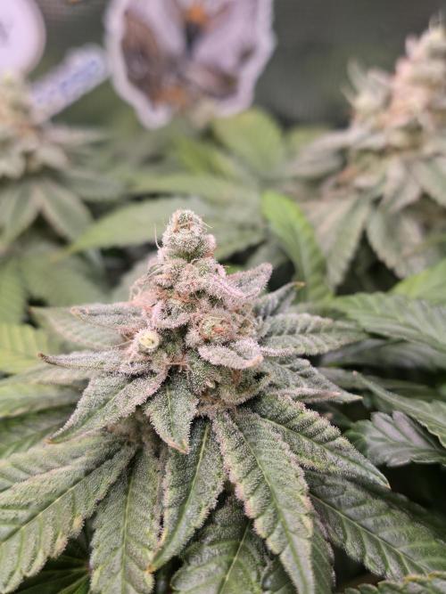 Straw Limez 🍓🍋‍. Week 16