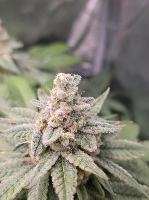 Straw Limez 🍓🍋‍. Week 16