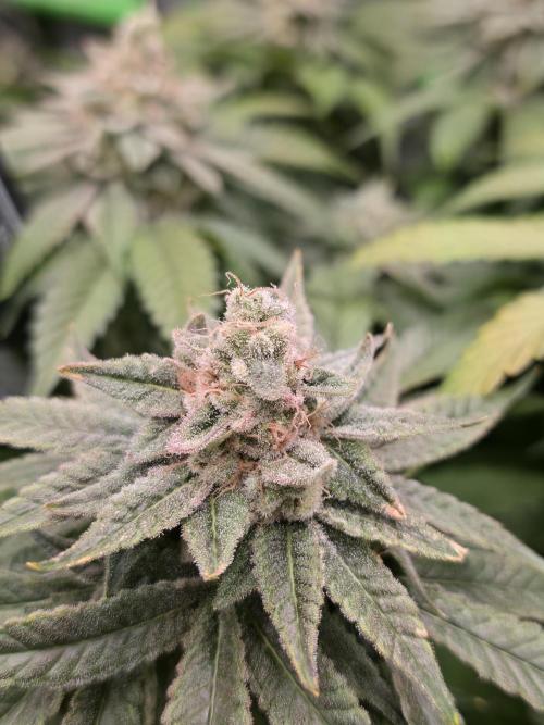 Straw Limez 🍓🍋‍. Week 16
