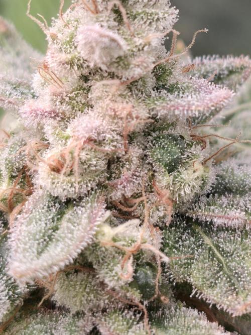 Straw Limez 🍓🍋‍. Week 16