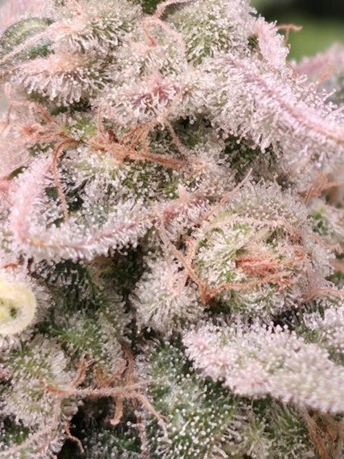 Straw Limez 🍓🍋‍. Week 16