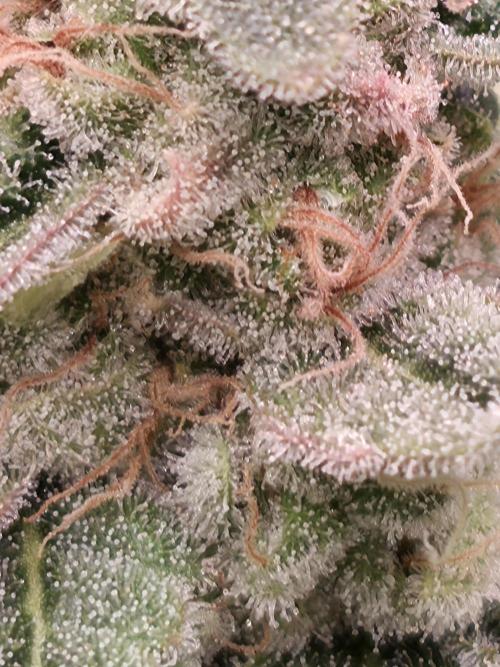 Straw Limez 🍓🍋‍. Week 16