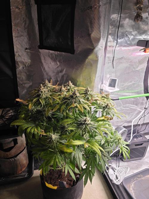 Straw Limez 🍓🍋‍. Week 17