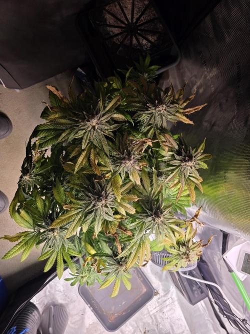 Straw Limez 🍓🍋‍. Week 17
