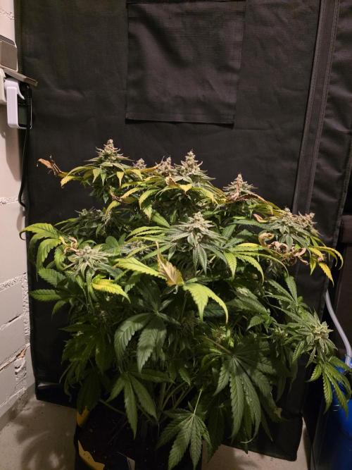 Straw Limez 🍓🍋‍. Week 17