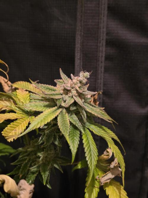 Straw Limez 🍓🍋‍. Week 17