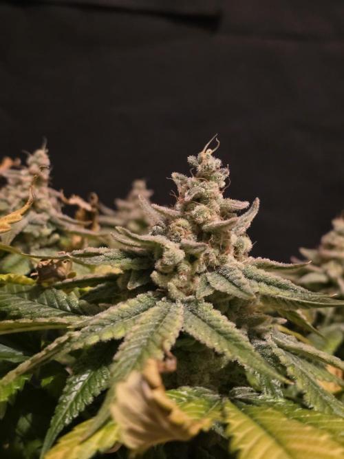Straw Limez 🍓🍋‍. Week 17