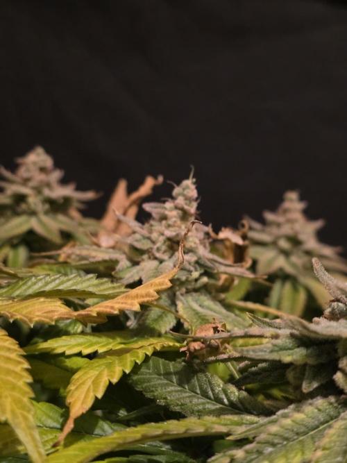 Straw Limez 🍓🍋‍. Week 17