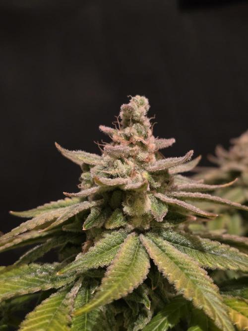 Straw Limez 🍓🍋‍. Week 17