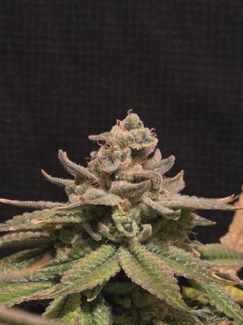 Straw Limez 🍓🍋‍. Week 17