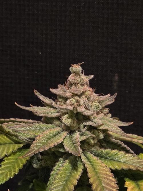 Straw Limez 🍓🍋‍. Week 17