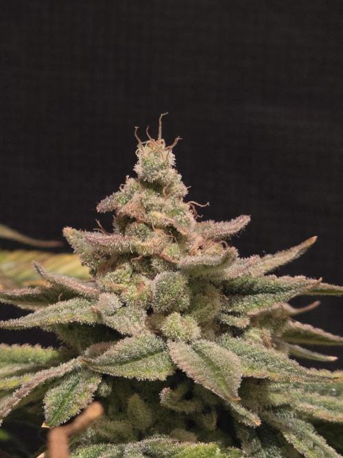 Straw Limez 🍓🍋‍. Week 17