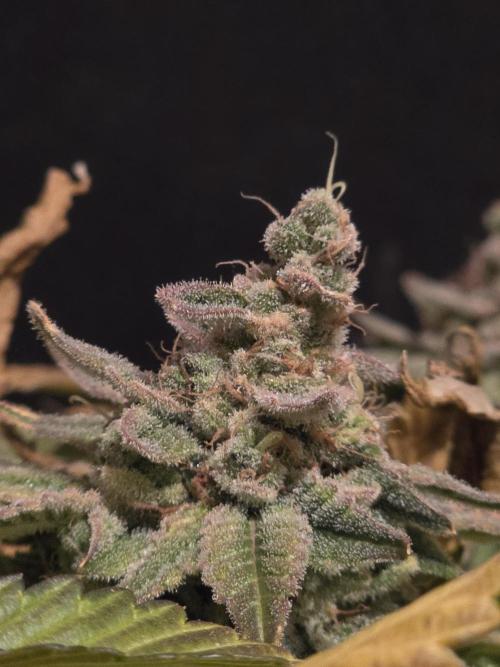 Straw Limez 🍓🍋‍. Week 17