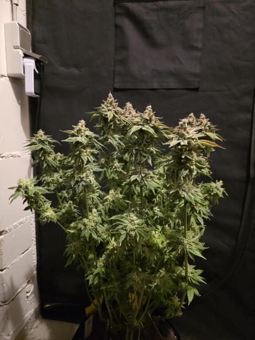 Straw Limez 🍓🍋‍. Week 17